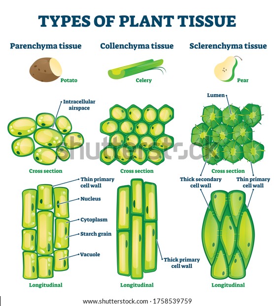 Types of plant tissue vector illustration. Labeled\
educational structure scheme. Biological closeup with cross section\
and longitudinal views. Parenchyma, collenchyma and sclerenchyma\
description info