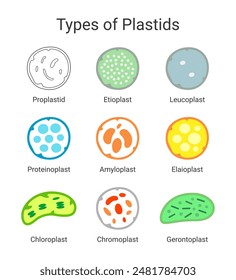 Types of Plastids in Plant Cells