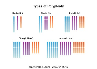 Types of Polyploidy Scientific Design. Vector Illustration.