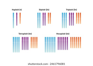 Types of Polyploidy Scientific Design. Vector Illustration.