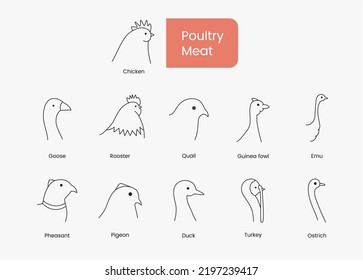 Types of poultry meat Hen and rooster, duck and goose, guinea fowl and quail, emu and pheasant, pigeon and turkey, set of linear icons in vector, bird head illustration.