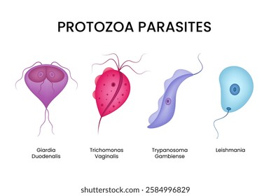 Types of Protozoa Parasites in Intestines