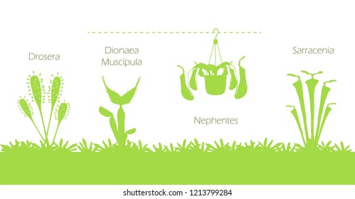 
Types of real carnivorous plants. Drosera, Dionaea Muscípula, Nephentes and Sarracenia. These plants are hunters of different insects in nature.