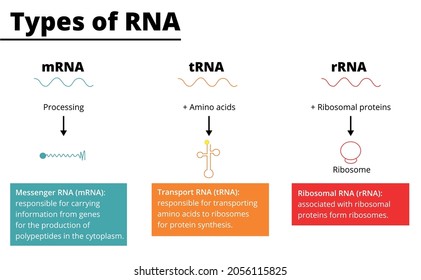 Types of RNA: messenger RNA (mRNA), transport RNA (tRNA), ribosomal RNA (rRNA). Vector illustration. Didactic illustration.