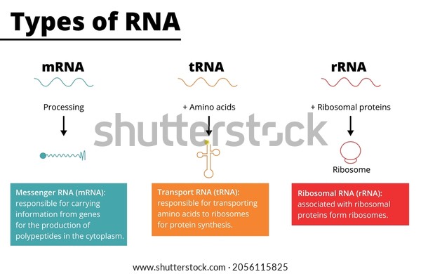 Types\
of RNA: messenger RNA (mRNA), transport RNA (tRNA), ribosomal RNA\
(rRNA). Vector illustration. Didactic\
illustration.