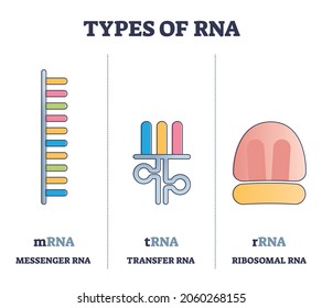 Types of RNA polymeric molecule comparison, illustrated outline diagram. Messenger mRNA, transfer tRNA and ribosomal rRNA examples. Roles in coding, decoding, regulation and expression of genes.