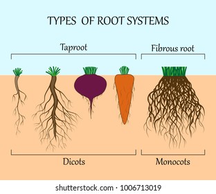 Types Of Root Systems Of Plants, Monosots And Dicots In The Soil In Cut. Education Poster, Vector Illustration.