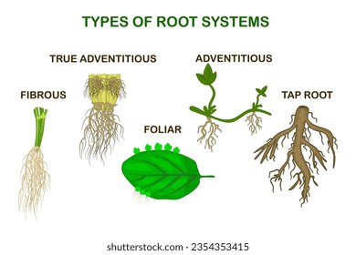 Tipos de sistemas de raíces de plantas, monocot y dicot sobre fondo blanco. Comparación de ejemplo de raíz empírica, adventicia, fibrosa y fibrosa.Afiche de educación en biología.Ilustración vectorial