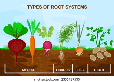 Types root systems of plants.Taproot, fibrous, bulb and tuber root example comparison.Four different types of root vegetables.Plants showing root structure below ground level.Stock vector illustration