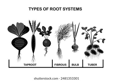 Types root systems of plants.Taproot, fibrous, bulb and tuber root example comparison.Four different types of root vegetables.Plants showing root structure below ground level.Stock vector illustration