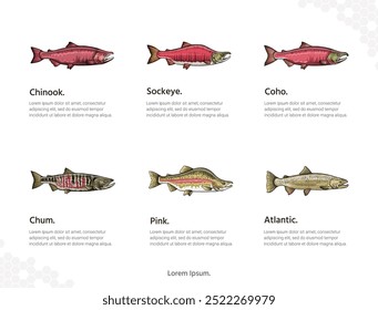 Tipos de arte vetorial de salmão para decoração de parede. imagens animais realistas. Animais marinhos desenhados à mão isolados. para decoração de quartos, eventos, etc