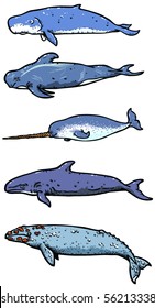 Types of sea whales illustration