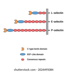 types of selectins structure L-selectin E-selectin P-selectin