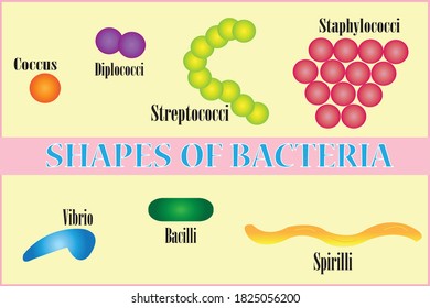 Types and shapes of bacteria vector 