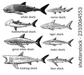 Types of sharks. Big set of hand drawn ink illustrations in retro engraving style. Great white shark, tiger shark, hammerhead shark and other sea predators.