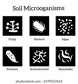 Types of soil microorganisms in icon style with boxes. Soil microorganisms include fungi, bacteria, algae, protozoa, actunimycetes, and nematodes