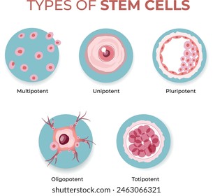 types of stem cells illustration - vector