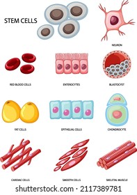 376 White blood cells clipart Images, Stock Photos & Vectors | Shutterstock