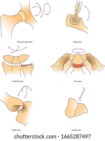 Types of synovial joint vector. Main types of synovial joints; skeleton and its joints.