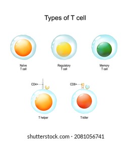 Types Of T Cell. From Naive And Memory Cells To T Helper And T-killer. Immunology Infographic. Vector Illustration