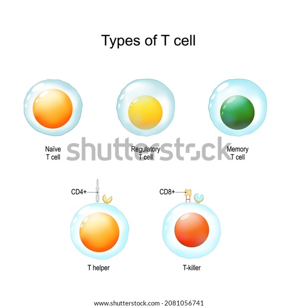 Types of T\
cell. From Naive and memory cells to T helper and T-killer.\
Immunology infographic. vector\
Illustration