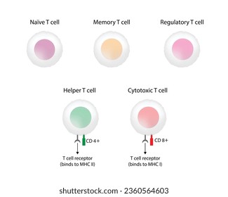 Tipos de celda T. Celda T naíve, reglamentaria y de memoria, célula T auxiliar y célula T citotóxica, tipos de antígeno CD., CD4 y CD8. Ilustración vectorial.