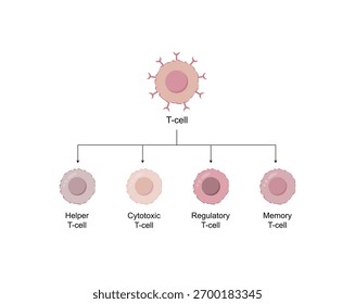 Tipos de células T. Célula T inmadura, reguladora y de memoria, célula T auxiliar y célula T citotóxica, tipos de antígeno CD., CD4 y CD8. Ilustración vectorial.