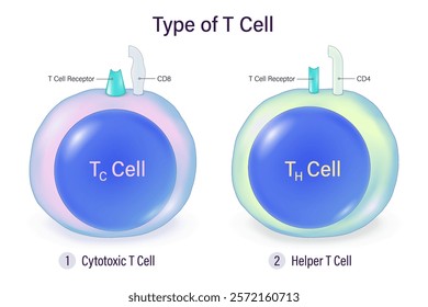 Types of T Cell. T-Lymphocytes. Cytotoxic T cell and Helper T cell. Human adaptive immune system. Specific immune response.