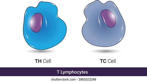 Types Of T Cells, Helper T Cell And Cytotoxic T Cell Vector Illustration In White Background Eps