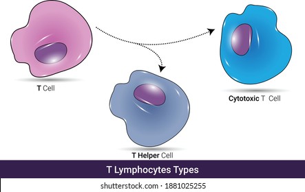 Types Of T Lymphocyte: T Helper And Cytotoxic T Cell, Role In Cell-mediated Immunity, Recognizes Mhc Molecule On Cells, Vector Illustration Eps