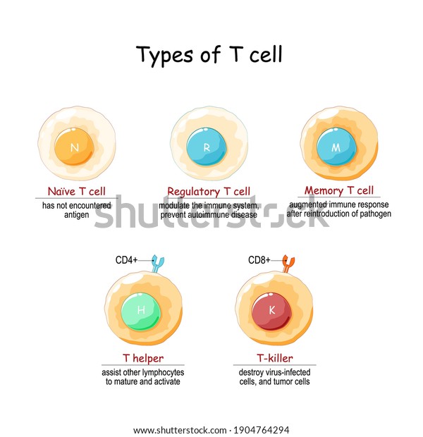Types of T-cell.  Lymphoid cell. T\
lymphocytes: Naive, Regulatory, Memory, helper, and T-killer or\
Cytotoxic T cells. Vector illustration \
