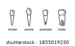 types of teeth. Dental map. Incisor, canine, premolar, molar. 