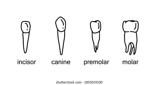 tipos de dientes. Mapa dental. Incisor, canino, premolar, molar. 