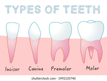 Types of teeth. Four types of human tooth. Incisor, Canine, Premolar, Molar. Embedded in the skin colored, pink palate background. Health dentistry medical drawing. illustration Vector