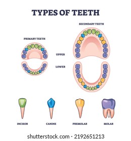 Types of teeth with primary and secondary tooth division outline diagram. Labeled educational scheme with isolated incisor, canine, premolar and molar shapes vector illustration. Upper and lower jaw