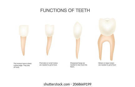 Types of teeth and their functions. Medical vector illustration