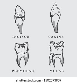 types of teeth vector set in unique drawing style