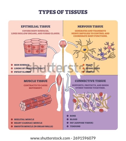 Types of tissues overview, brief diagram shows epithelial, muscle, connective, and nervous tissue around a human silhouette, key objects, neuron, muscle fiber, epithelial cells. Outline diagram