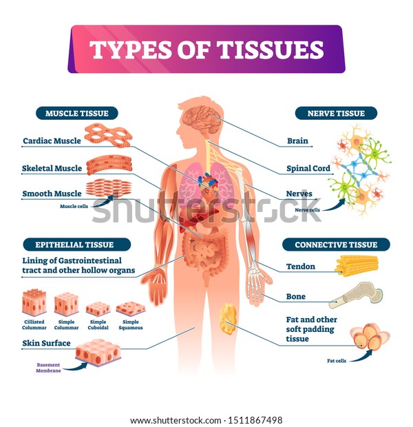 Types of tissues vector illustration. Labeled\
inner human organ structure scheme. Scientific and educational\
diagram with muscle, epithelial, nerve and connective anatomical\
fiber parts with\
examples.