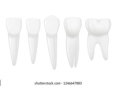 Types of tooth realistic. Various human tooth with roots, molars, premolars, canines. Vector illustration.