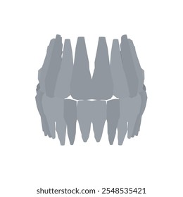 Types of tooth silhouette. Various human tooth with roots, molars, premolars, canines. Vector illustration.