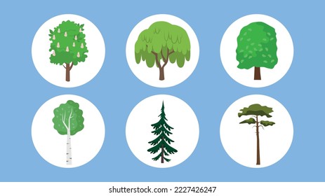 Types of trees - chestnut, willow, oak, birch, spruce, cedar