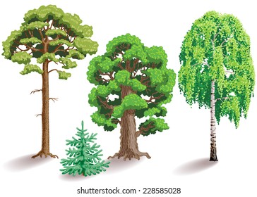 Types of trees. Oak, birch, fir, pine isolated on white.
