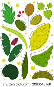 The types of tropical leaves with white background
