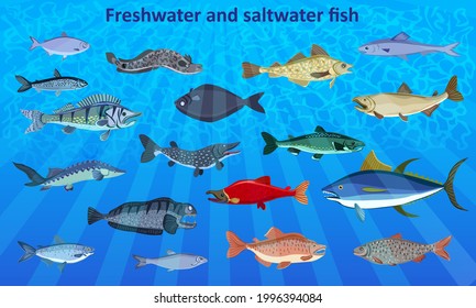 Types and varieties of fish. Freshwater fish and saltwater fish.  Burbot, anchovy, vendace, chum salmon, catfish, tuna, pike, sturgeon, salmon, etc. Isolated over white.