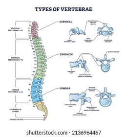 Types of vertebrae and cervical, thoracic and lumbar division outline diagram. Labeled educational scheme with spinal skeletal bones vector illustration. Human anatomy and backbone medical description