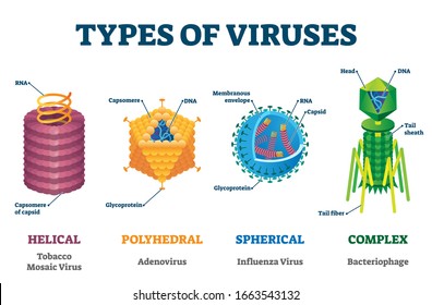 Types of viruses vector illustration labeled drawings. Helical, polyhedral, spherical and complex structure models. Biology science research for epidemic and pandemic crisis public health protection. svg