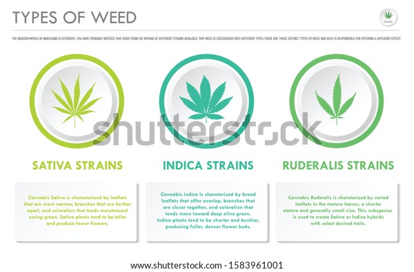 Types Weed Horizontal Business Infographic Illustration Stock Vector ...