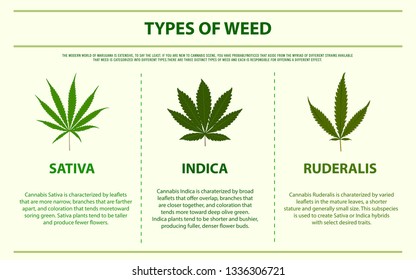 Types of Weed horizontal infographic illustration about cannabis as herbal alternative medicine and chemical therapy, healthcare and medical science vector.
