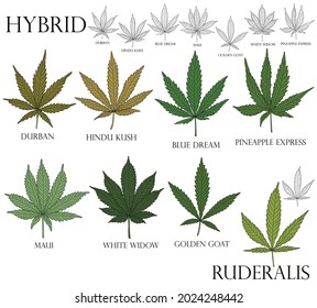 Types Weed Illustration Differend Hybrid Cannabis Stock Vector (Royalty ...